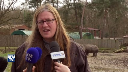 Rhinocéros abattu au zoo de Thoiry: "Tous nos confrères sont terriblement choqués"