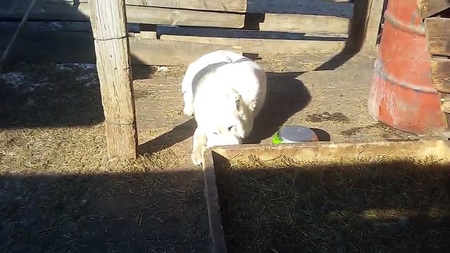 Когда очень хочется женщин