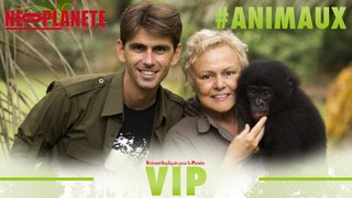 [VIP] Chanee sur la terre des bonobos