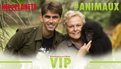 [VIP] Chanee sur la terre des bonobos