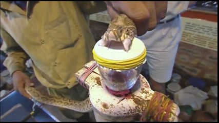 This is What Snake Venom Does to Blood!