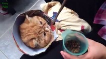 Funny Bread Cat Videos C rhbh