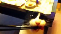Funny Bread Cat Videos C jhnrte