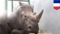 Poachers sneak into zoo, kill rhino, saw off horn with chainsaw