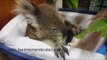 Old Injured Koala Chills in Cot and Eats Leaves