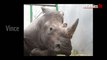 Mort du rhinocéros. Le personnel du zoo de Thoiry sous le choc