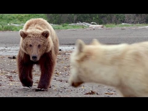 Le Grizzly face au Loup