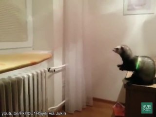 Hurones que no llegan