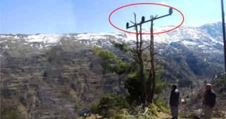 Çam Ağacını Budayıp Elektrik Direği Yaptılar, Vatandaşlar Tedirgin Oldu