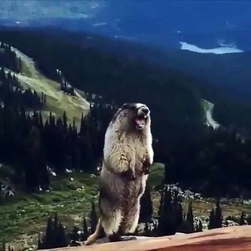 La marmotte qui pousse un cri hallucinant !