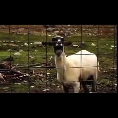 Le mouton qui pousse des cris horribles !