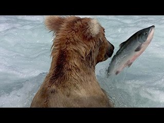 Un Grizzly se fait GIFLER par un Saumon !