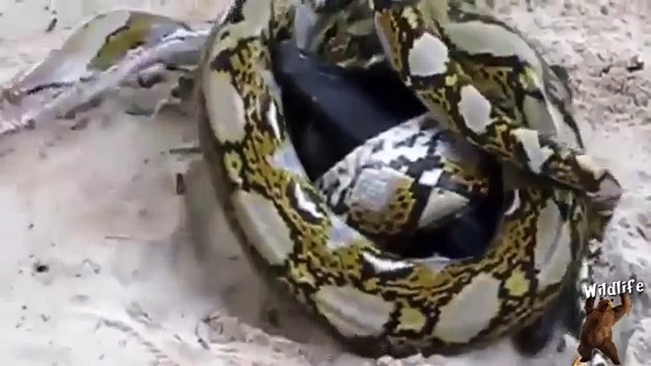 Fight For Life | Deadliest Fight Between Bat and Python Snake | Bat Vs ...