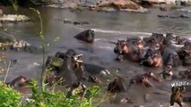 Fight For Life | Deadliest Fight Between Crocodile And Hippopotamus | Crocodile Vs Hippopotamus | Wild Animal Attacks