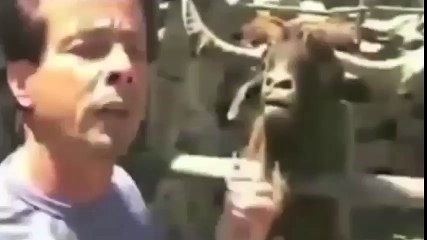 Le bouc qui communique avec des cris !