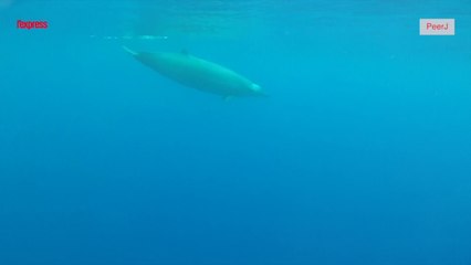 Une baleine peu connue pour la première fois filmée sous l’eau