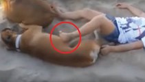 O cão estava a dormir e a criança incomodou-o com o pé... Então ele resolveu dar-lhe uma grande lição!