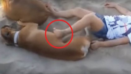 O cão estava a dormir e a criança incomodou-o com o pé... Então ele resolveu dar-lhe uma grande lição!