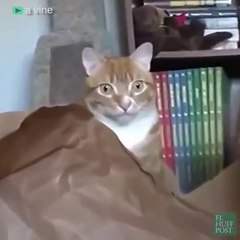 Gatos con la mirada fija