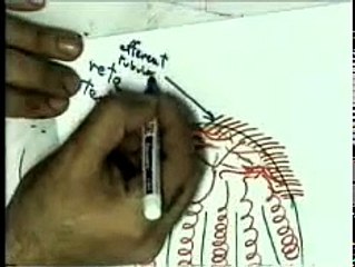 05 Scrotum & Spermatic Cord