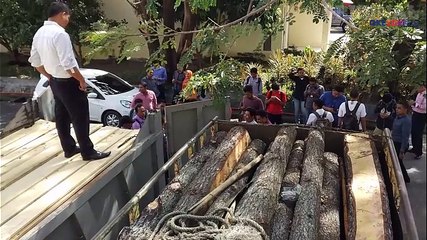 Polda Aceh Amankan 2 Truk Bermuatan Kayu Ilegal