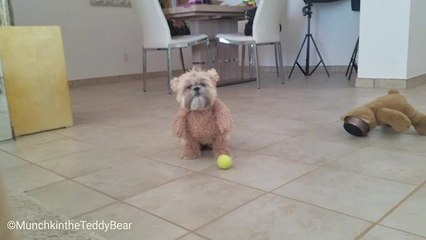 Munchkin the Teddy Bear nails mannequin challenge