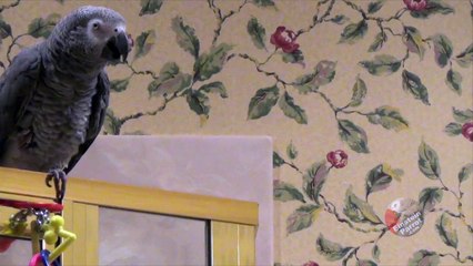 Einstein the Parrot is thirsty and requests some water