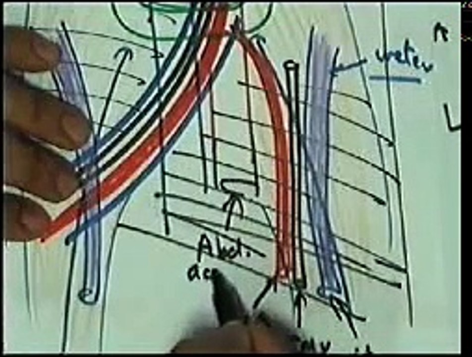 11- 22 Blood Supply 5