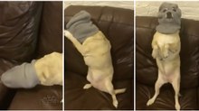 Como um cão se prepara para o ato criminoso de assaltar a despensa da cozinha... HILARIANTE!