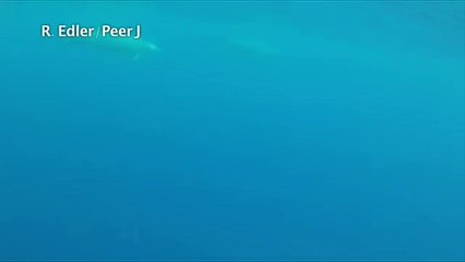 Une espèce de baleine mal connue filmée pour la première fois