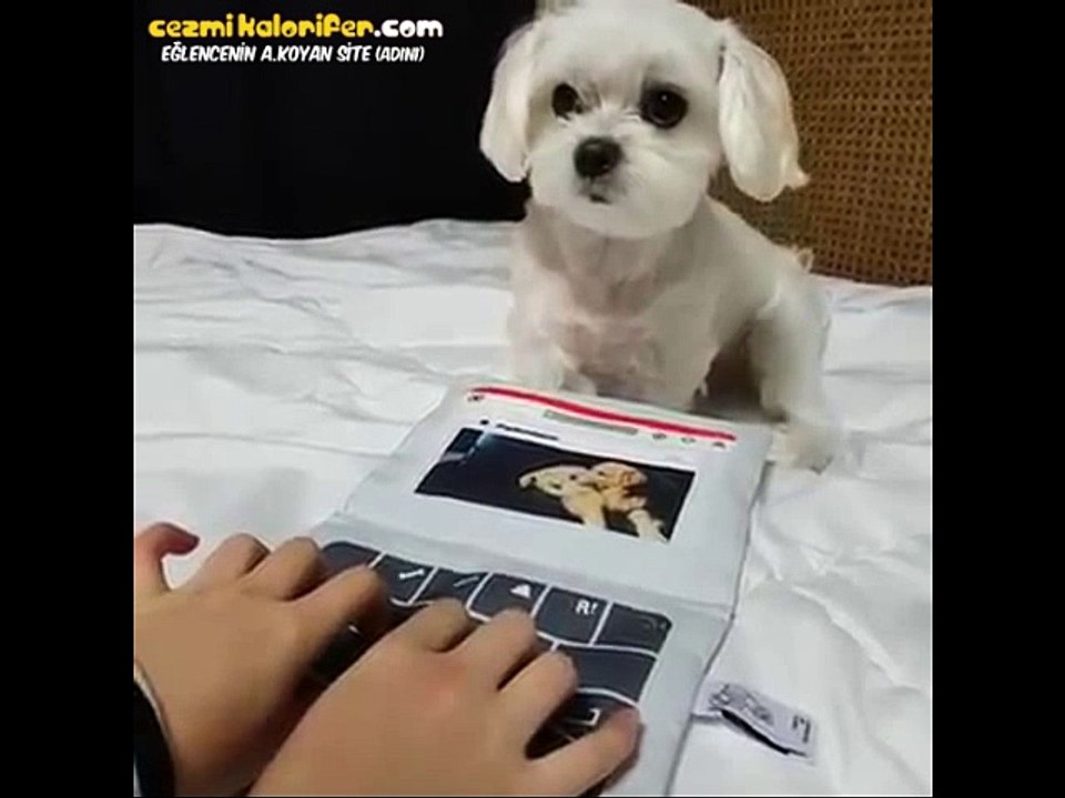Devlet Dairelerinde Yazı İşlerinde Çok Rahat İş Bulabilecek Köpekçik