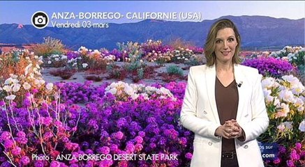 Super-floraison dans le désert de Californie