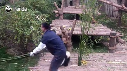 Un bébé panda ne veut plus quitter son soigneur