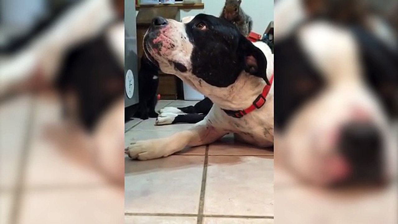 Un chien grogne contre un chat pour protéger un écureuil