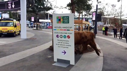 Une vache s'échappe du Salon de l'Agriculture et crée la pan