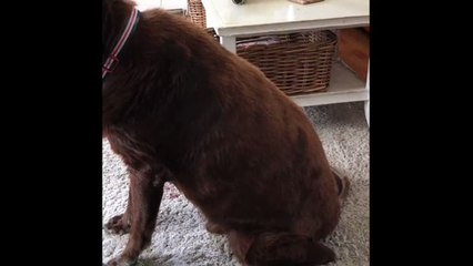 This Dog Has Mastered the Art of the Fart