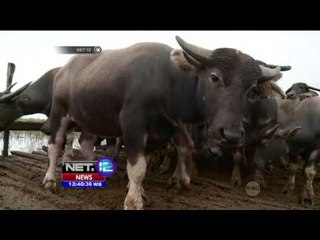Adu Balap Kerbau di Tengah Rawa - NET12