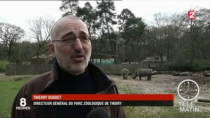 Yvelines : un rhinocéros du zoo de Thoiry tué pour sa corne