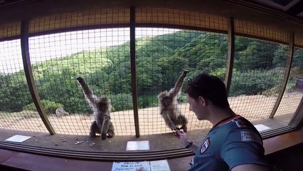Ce singe vire un autre singe à coup de poing pour manger sa part