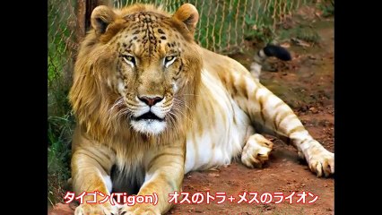 【衝撃】実在する異種混合のハイブリッド動物