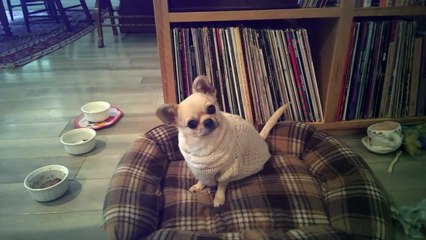 Ce chien a vraiment hate d'aller se promener !