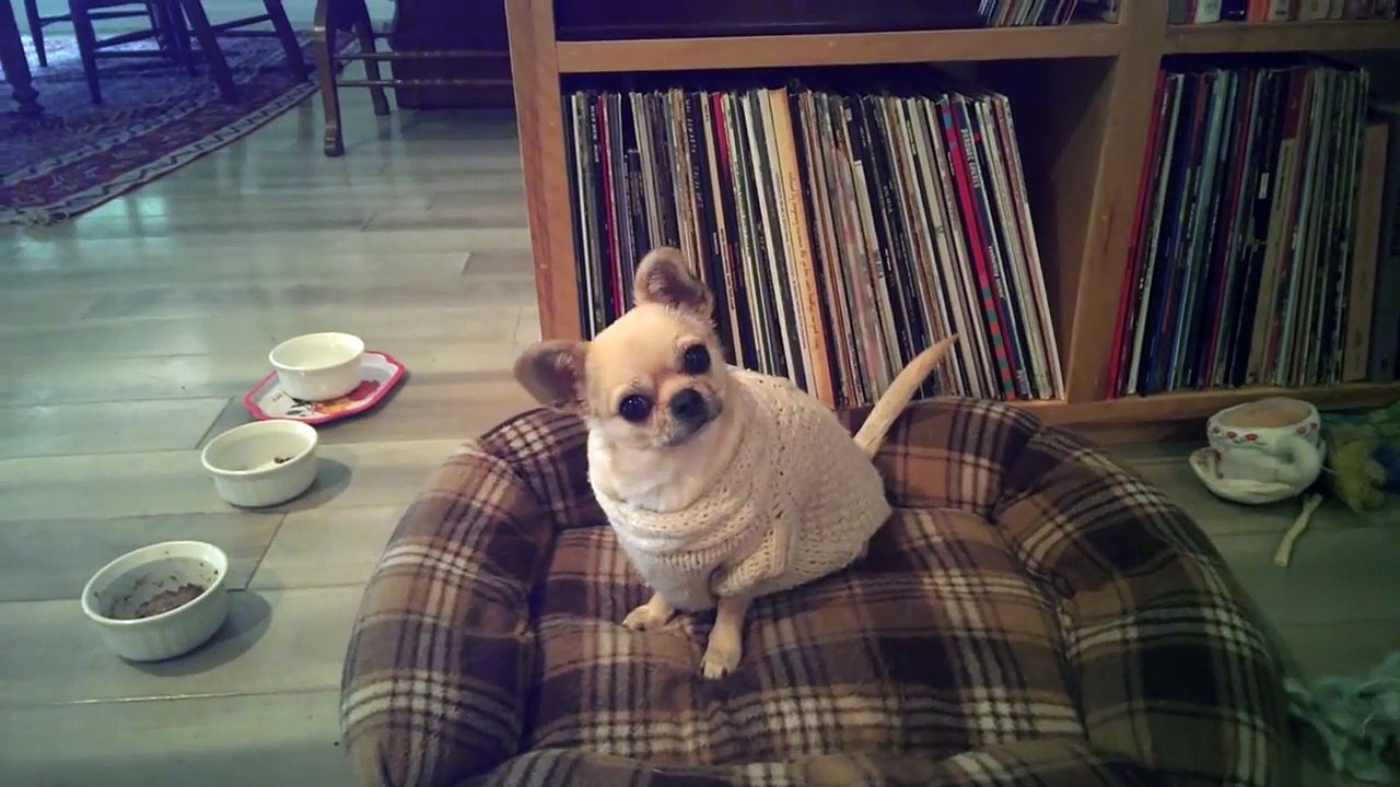 Ce chien a vraiment hate d'aller se promener !