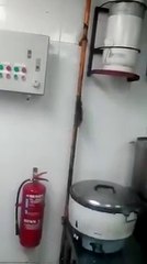 On se fait un resto chinois ce soir... Avec ou sans les rats!