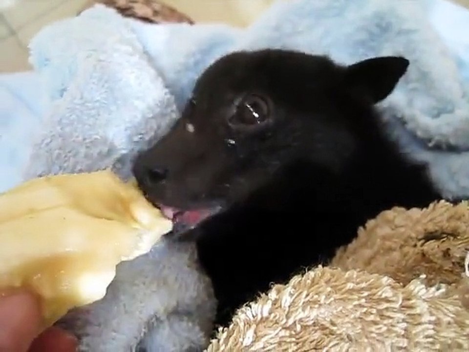 Rescued fruit Bat's happiness returns with a banana