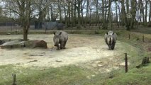 Hayvanat Bahçesine Girip, Boynuzu Için Gergedanı Öldürdüler