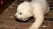 Le petit ourson polaire de Berlin, Fritz, est mort
