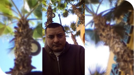 EN EL JARDIN PLANTAS DE NARANAJA HIGO NISPERO LOS PAJAROS SE COMEN LA FRUTA 2017