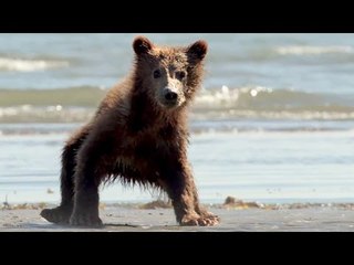 GRIZZLY Bande Annonce (Disney - 2014)