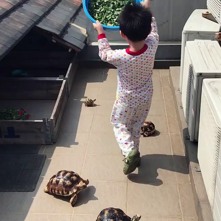 Un petit garçon nourrit des tortues affamées