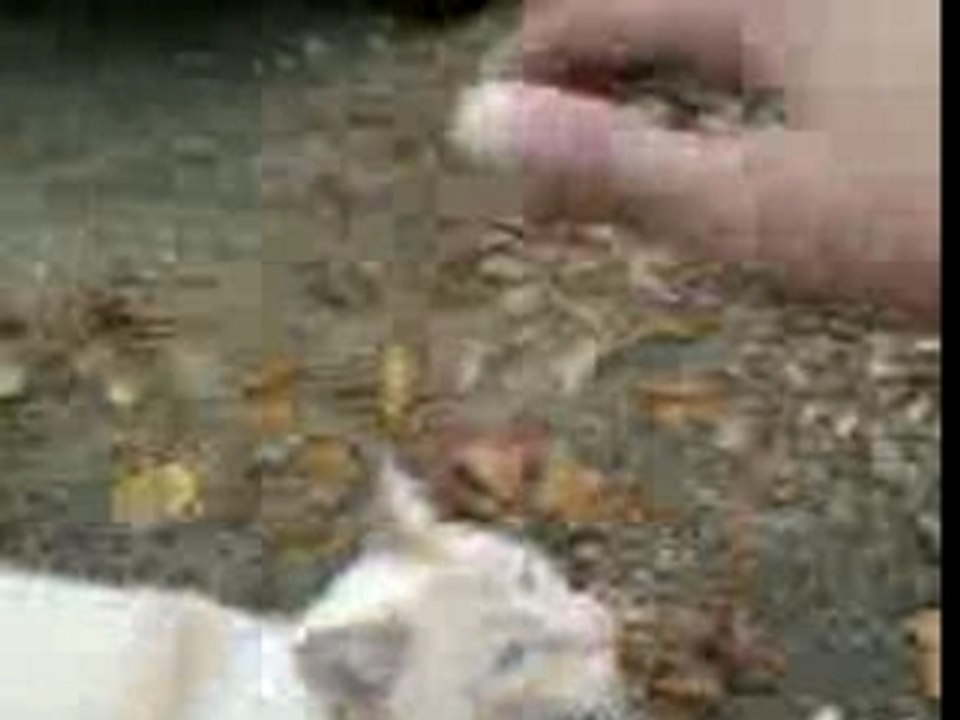 BAb chat 2
